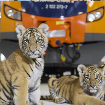 zdjęcie spółki kplus